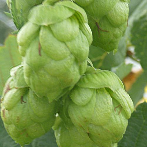 Preview: Humulus lupulus 'Opal' - Aromahopfen